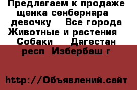 Предлагаем к продаже щенка сенбернара - девочку. - Все города Животные и растения » Собаки   . Дагестан респ.,Избербаш г.